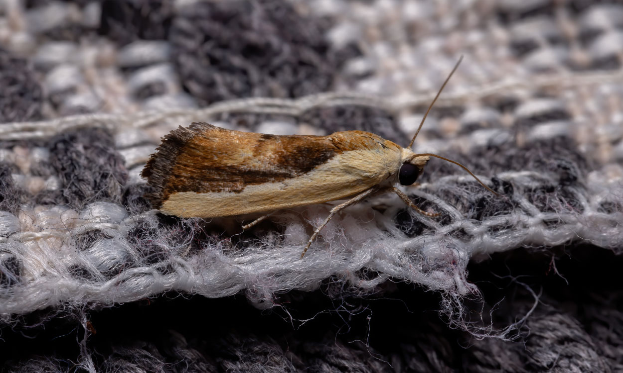 How-To-Get-Rid-Of-Carpet-Moths
