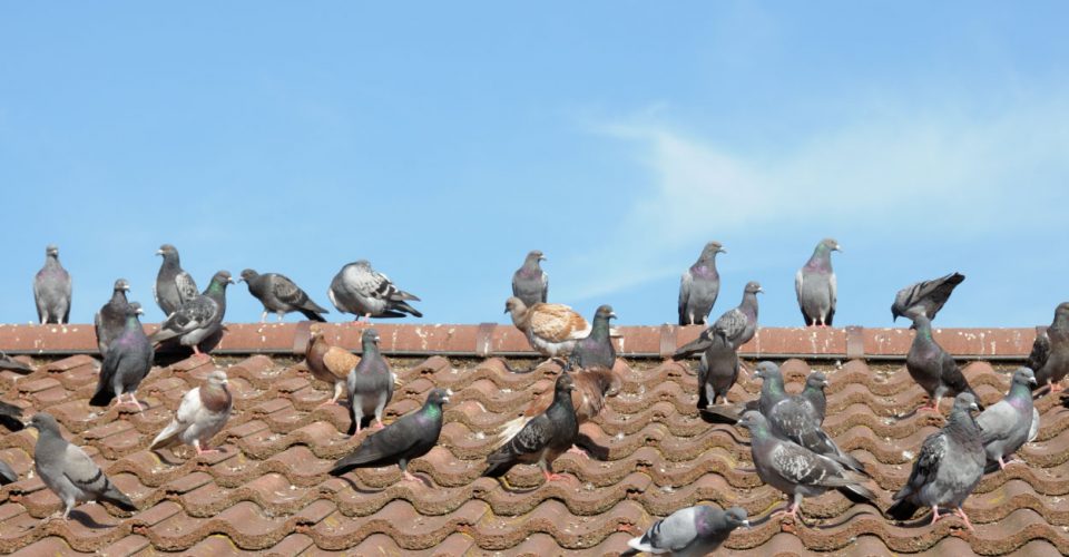 UK Home Improvement