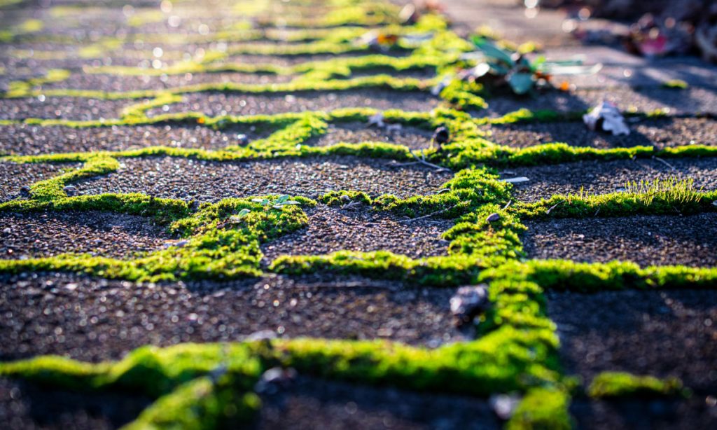 How-To-Remove-Moss-from-A-Driveway
