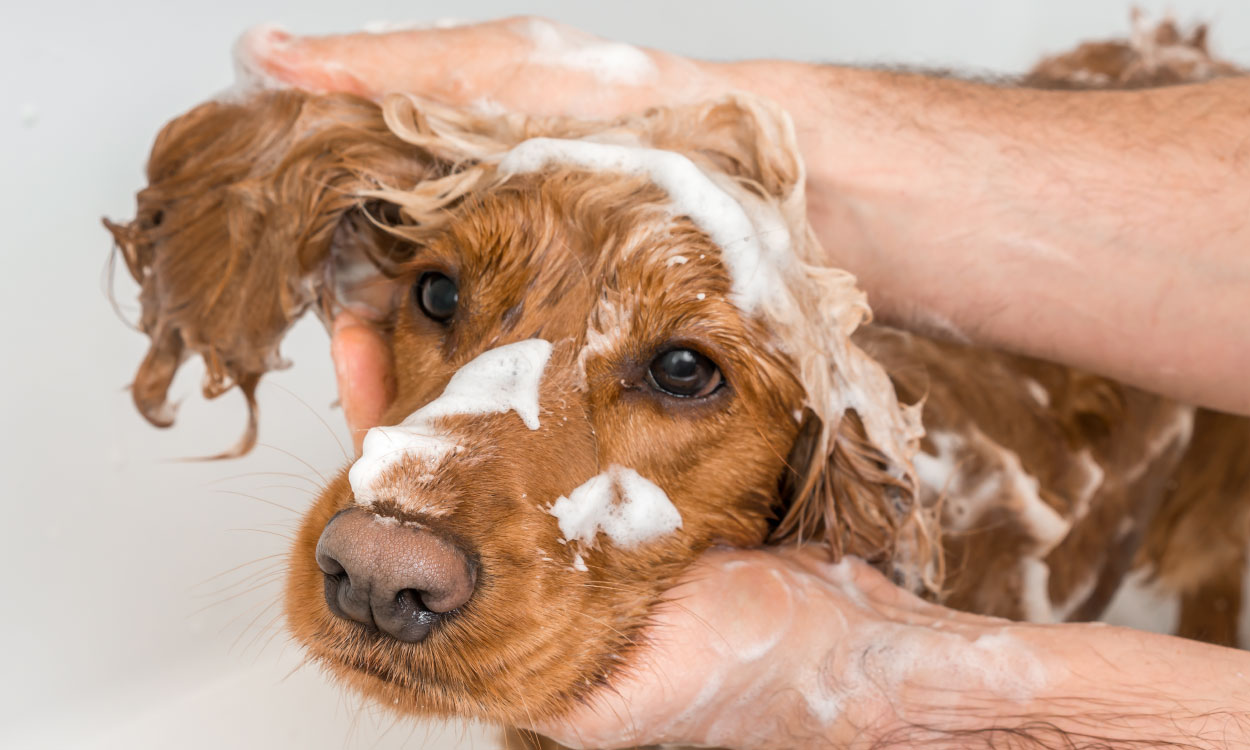 Why-is-pet-grooming-important